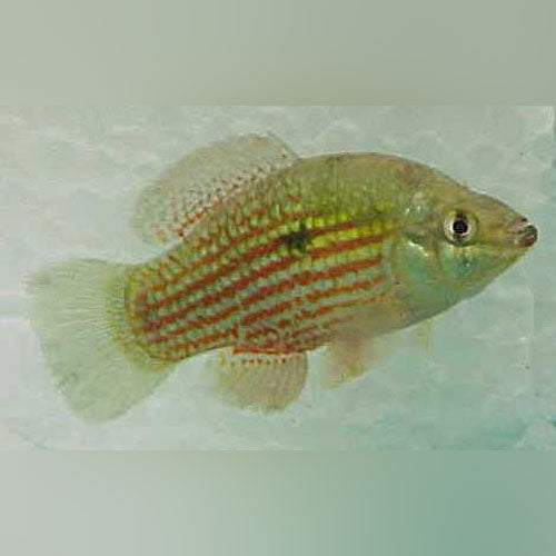 American Flagfish — AquariumFishSale.com