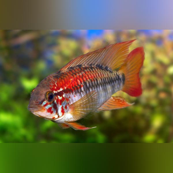 Apistogramma Sunset Dwarf Cichlid | AquariumFishSale.com