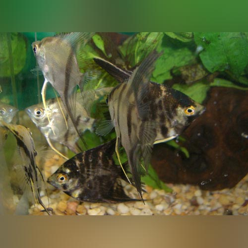 speer geest beweeglijkheid AquariumFishSale.com | Premium Tropical Fish, Plants & Supplies