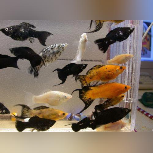 Acheter molly lyre melange (environ 5 cm) sur la boutique FishFish - Achat  en ligne et livraison rapide