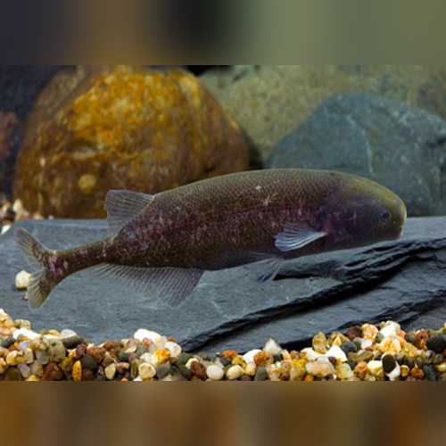 Baby Whale Fish — AquariumFishSale.com