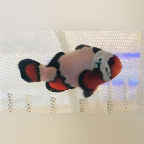 Clownfish Aquariumfishsale Com