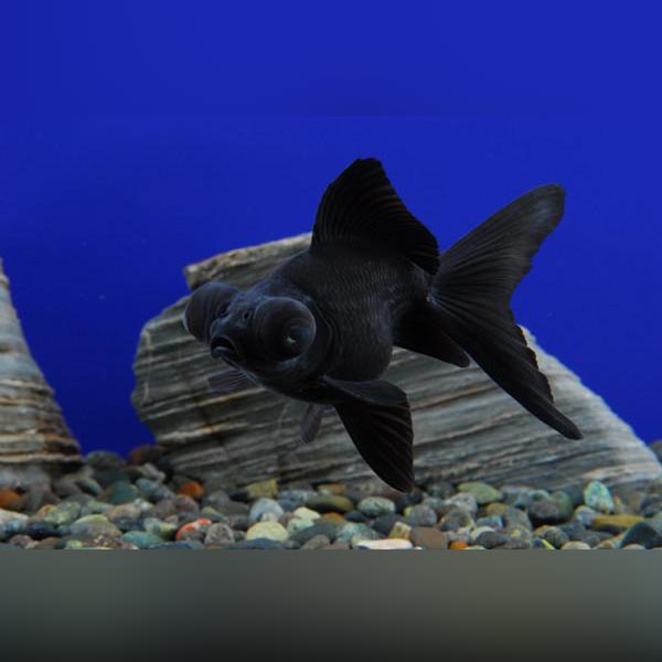 Black Moor Goldfish — AquariumFishSale.com