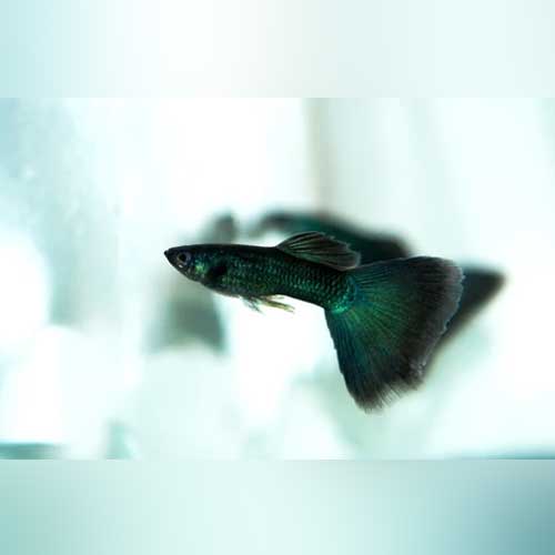 black guppy for sale