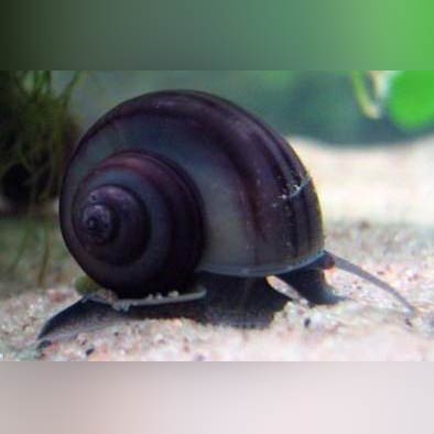 freshwater aquarium snails for sale