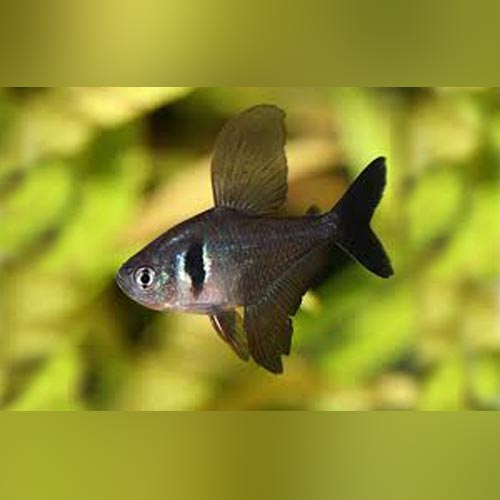 black phantom tetra