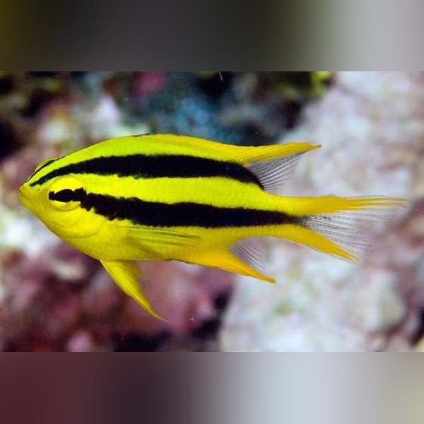 Black And Gold Chromis Aquariumfishsale Com