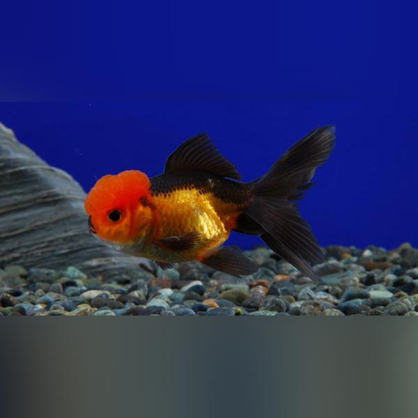 red black oranda goldfish