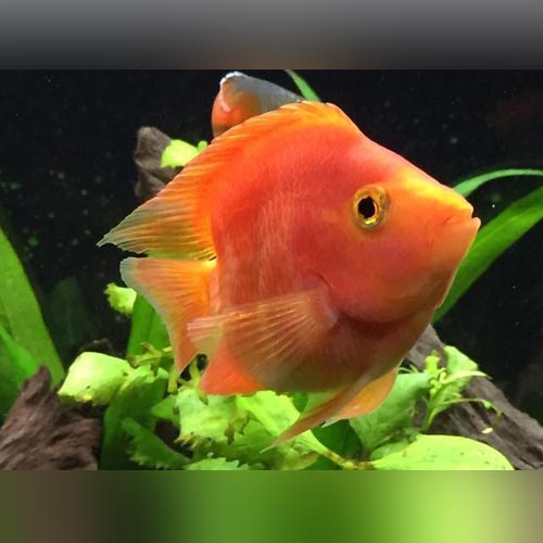 parrot cichlid for sale