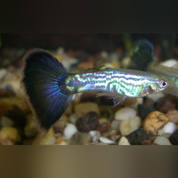  Blue Cobra Guppy  Pair  AquariumFishSale com