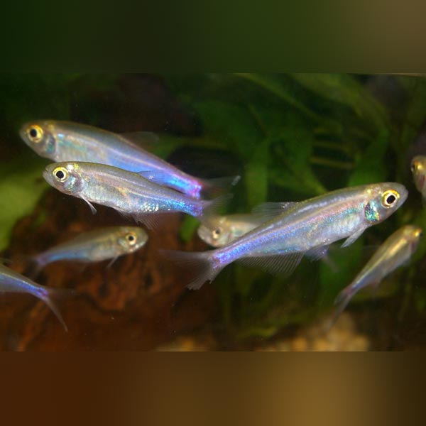 blue king tetra