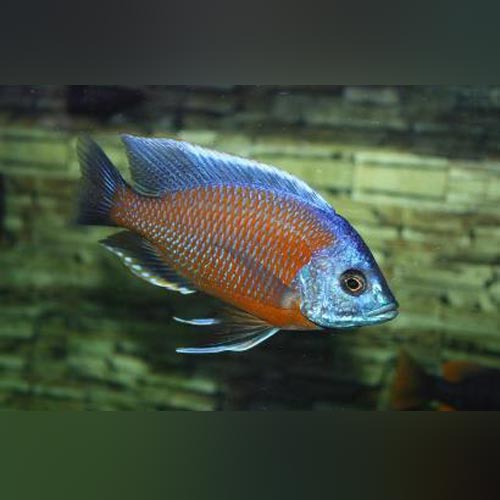 Borleyi Kadango Cichlid | AquariumFishSale.com