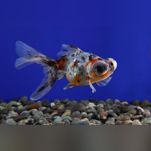 calico telescope goldfish