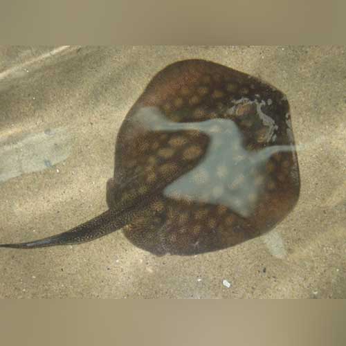 California Stingray — AquariumFishSale.com