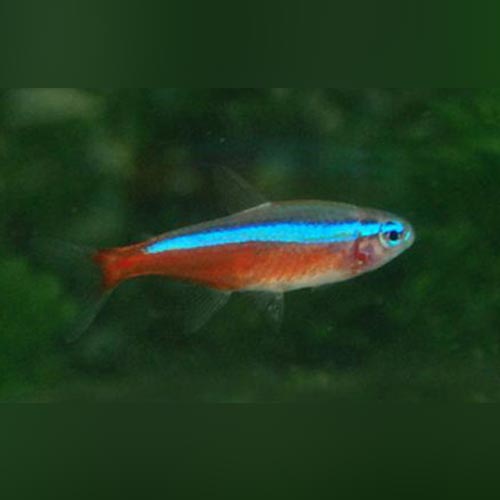 cardinal tetra aquarium 4k