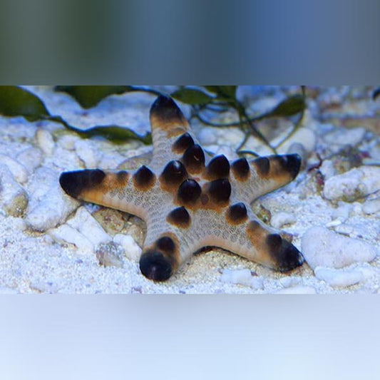 African Red Knob (Red Tip) Starfish