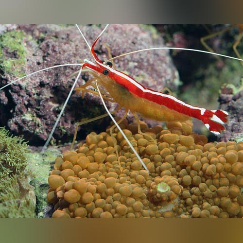 freshwater cleaner shrimp