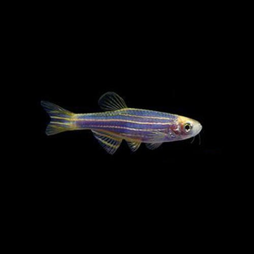 Galactic Purple Glofish Danio for sale –