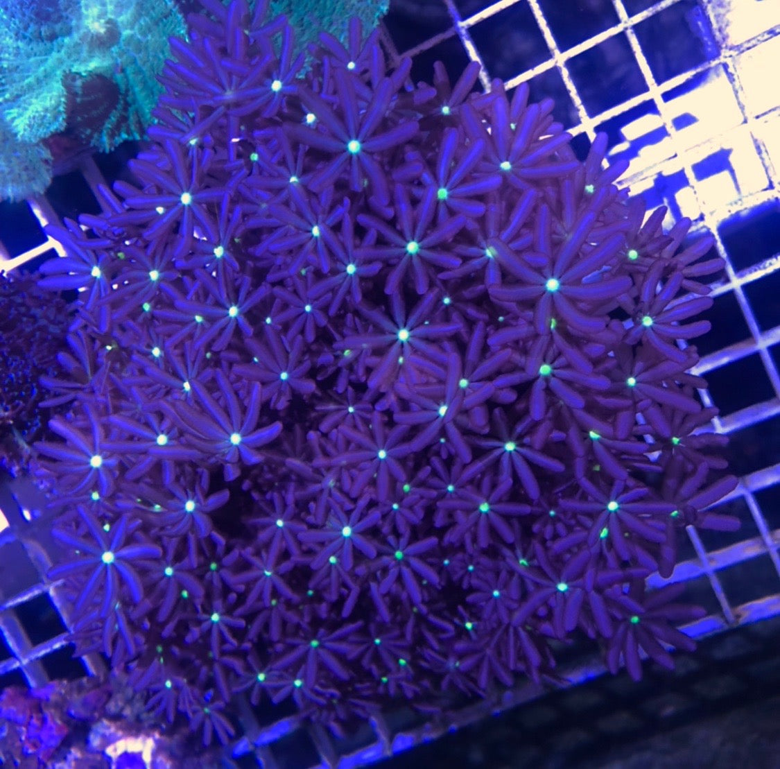 Daisy Poly Coral - AquariumFish.com