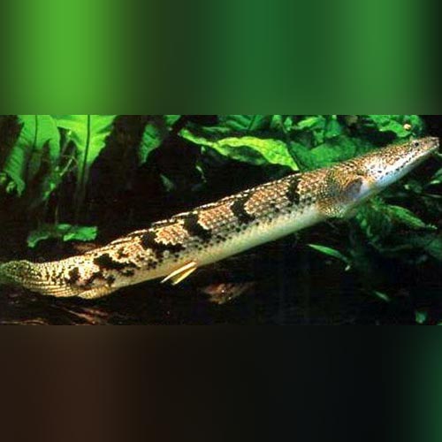 Delhezi Bichir For Sale | AquariumFishSale.com