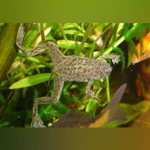 african dwarf frog