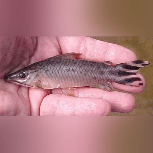 flagtail porthole catfish