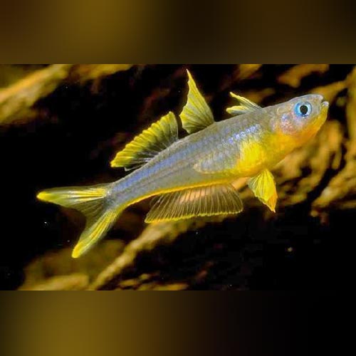 freshwater rainbow fish for sale