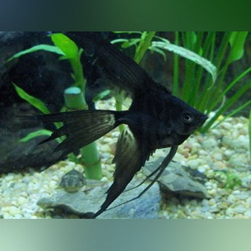 half black angelfish freshwater