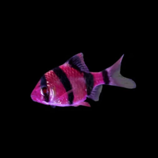 Assorted Glofish Tetra for sale –