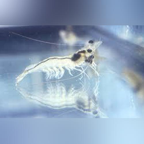 Ghost Shrimp Pack Of 10 Aquariumfishsale Com