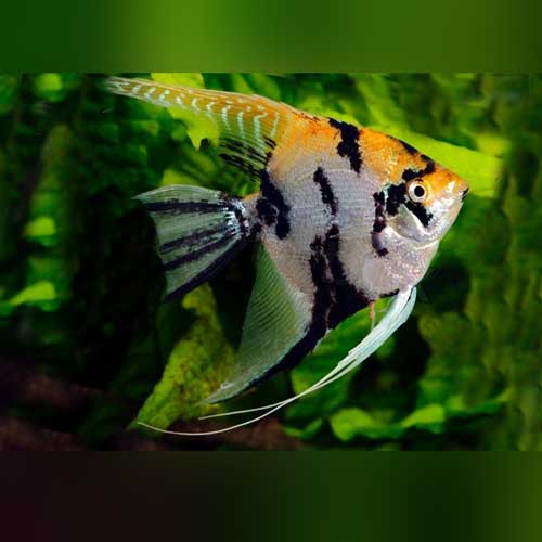 veil angelfish for sale