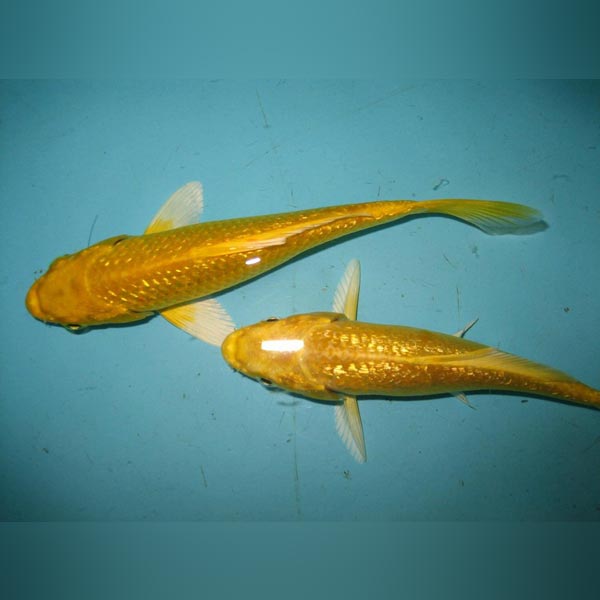 Gold Yamabuki Ogon Koi 4" | AquariumFishSale.com