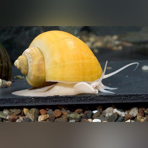 Gold Inca Snail for sale – AquariumFishSale.com