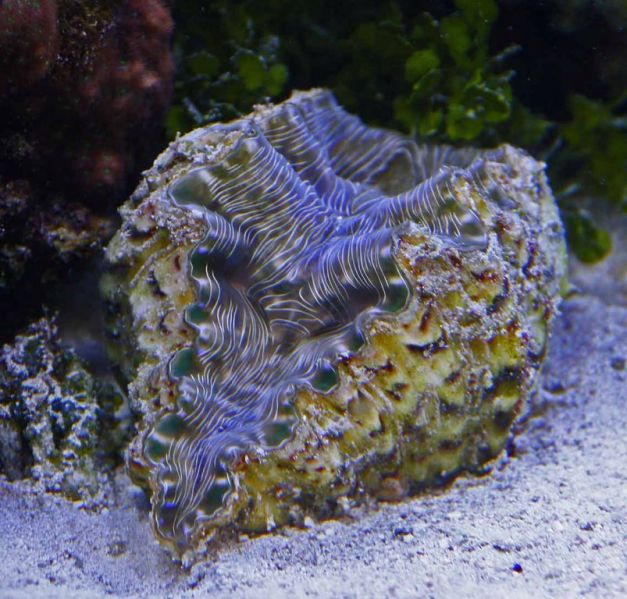 Трубчатый моллюск. Ракушки Hippopus. Тридакна в морском аквариуме. Морские моллюски в Турции. Морена моллюск.