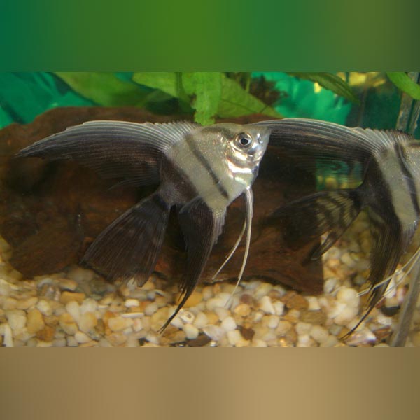 black veil angelfish for sale