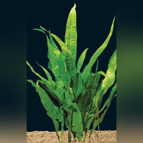 aquarium plants java fern