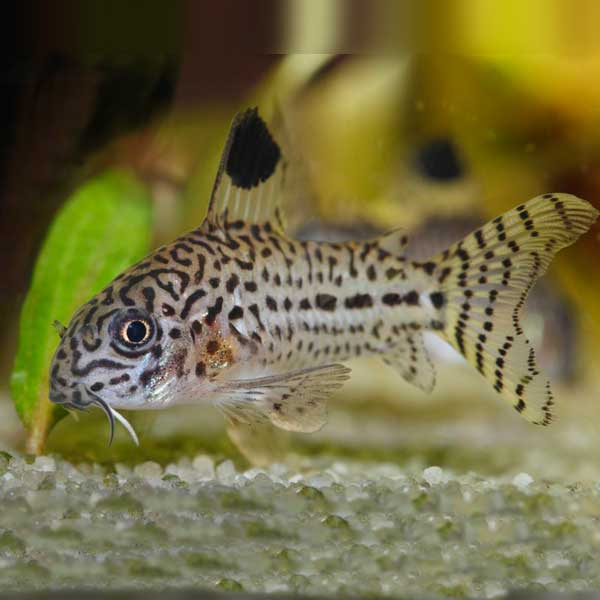 Julii Cory | AquariumFishSale.com