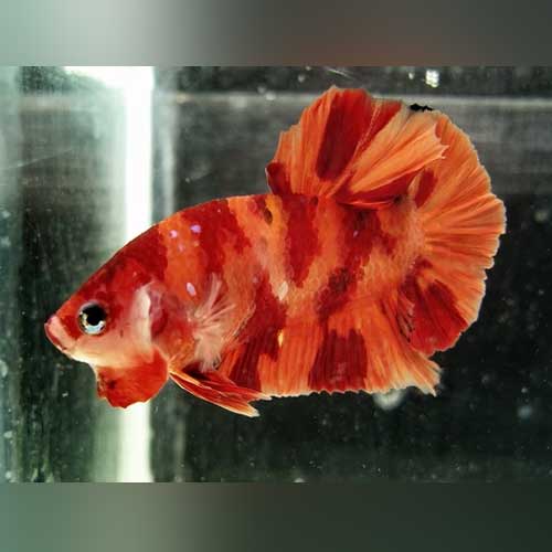 Koi Betta Round Tail Nemo — AquariumFishSale.com