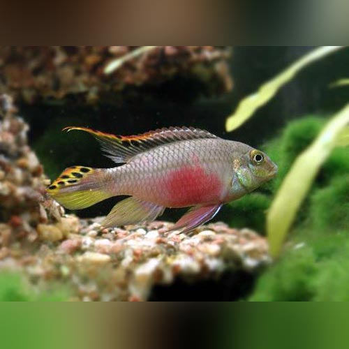 rainbow kribensis for sale