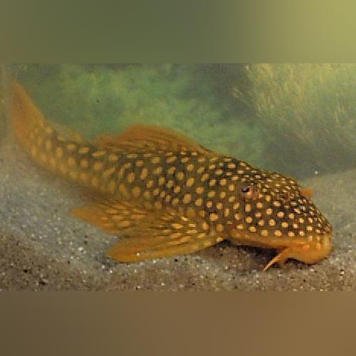 L 14 Goldie Pleco Aquariumfishsale Com