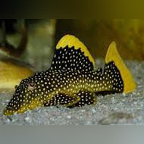 Plecostomus Aquariumfishsale Com