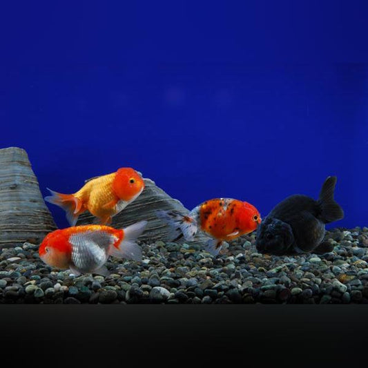 Free photo: scale, fish scales, goldfish, freshwater fish