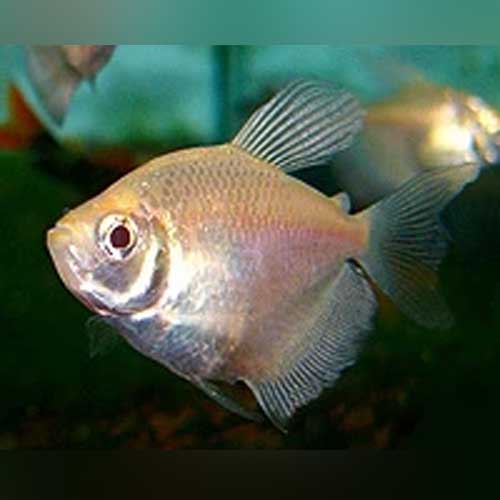 white skirt tetra for sale