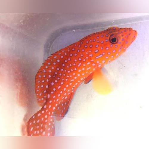 Miniatus Grouper — AquariumFishSale.com