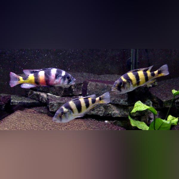 red zebra cichlid tank fish food