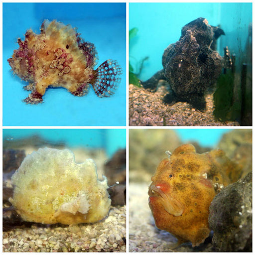 Saltwater Oddballs Aquariumfishsale Com