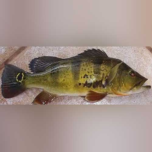 peacock bass monoculus