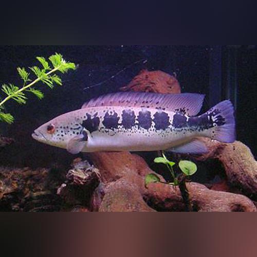 A striped pike cichlid in an aquarium