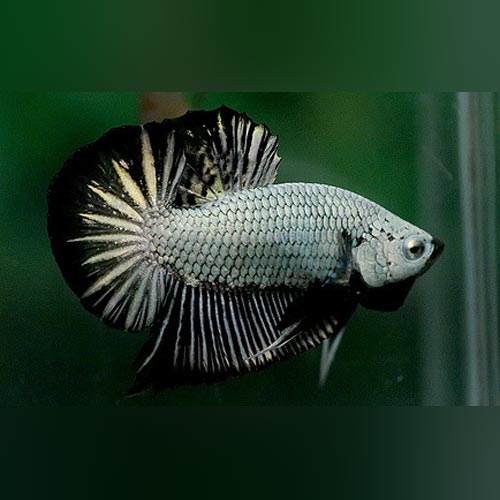 green betta for sale