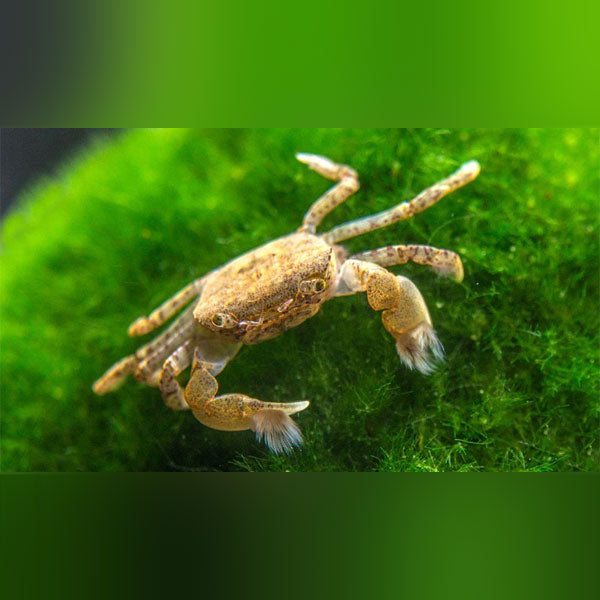 pom pom crab freshwater care